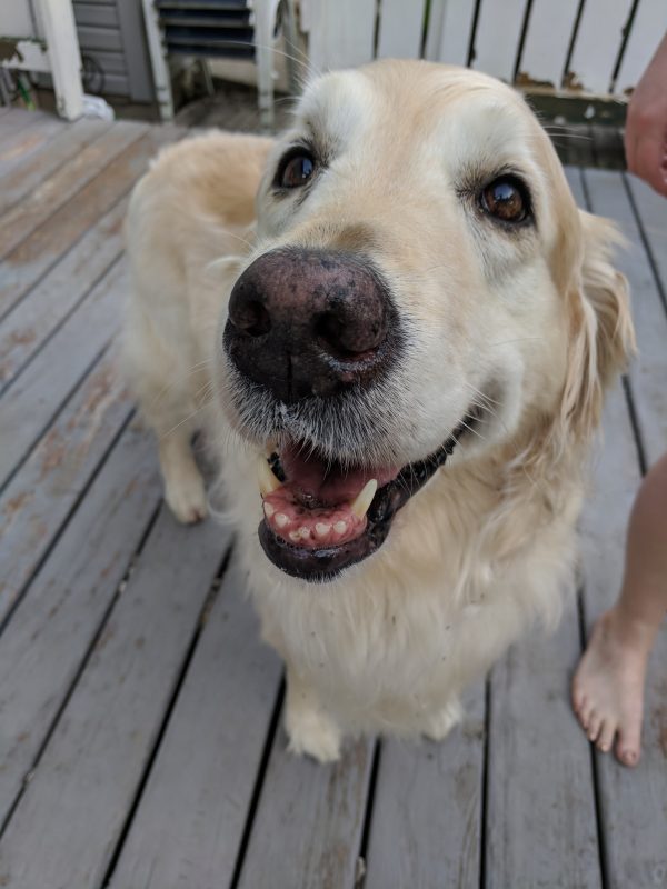 Puppy